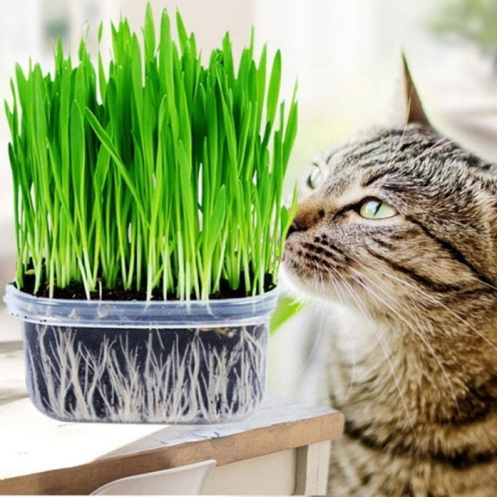 2000%20Pcs%20Cat%20Grass%20Bonsai%20seeds%20Herb%20Edible%20Lemongrass%20Bonsai%20Plant%20-%20Image%205