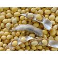 Soybean Tree Seeds -30 Pcs.