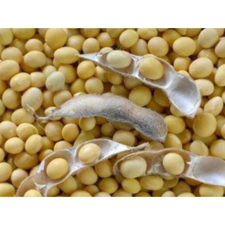Soybean Tree Seeds -30 Pcs
