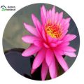 Lotus Flower Bonsai Seeds (পদ্মফুল বীজ) - 5 Pcs Seeds. 