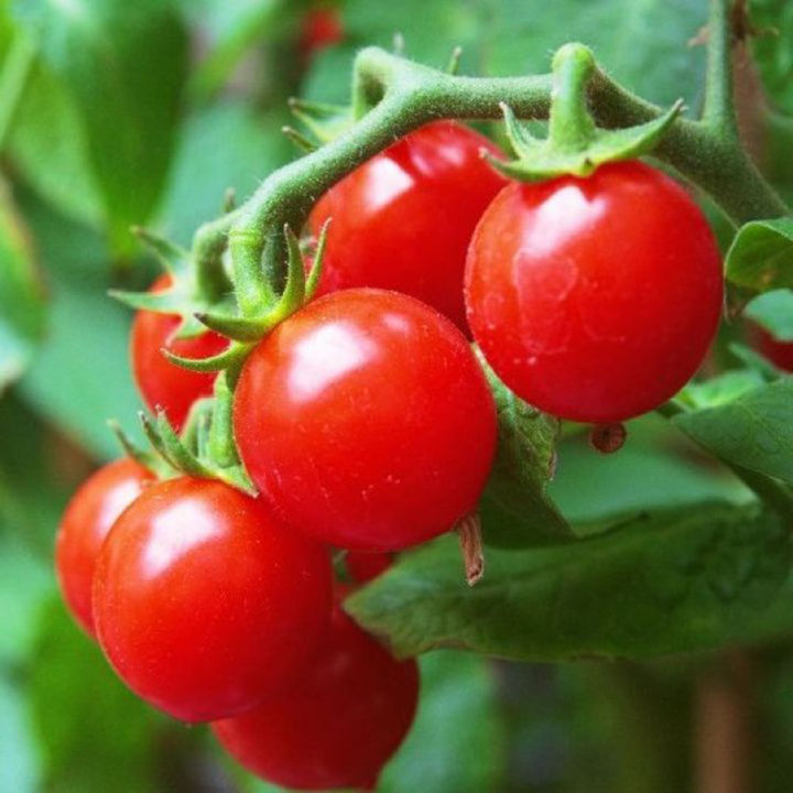Cherry%20Tomato%20Red%20Color%2025+%20seeds%20-%20Image%202