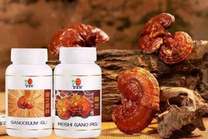 Reishi Gano Powder 50g (RG) Ganocelium Powder 80g (GL)