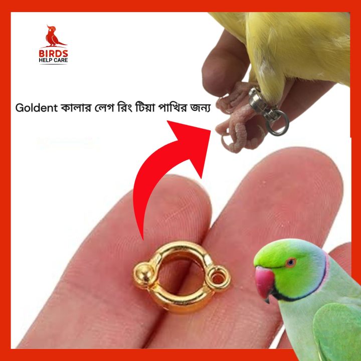 Ringneck Parrot Birds Golden China Leg Ring 7MM size 1pis