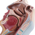 Human Anatomical Nasal Cavity Throat Anatomy Model For Science Classroom Study Display Teaching Model. 
