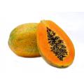 (All Season) Yellow Color Gold Papaya Seeds- 5 Pcs Seeds. 