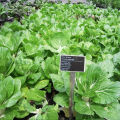 Hybrid Chinese Cabbage Seeds 20 Pieces (Premium Quality). 
