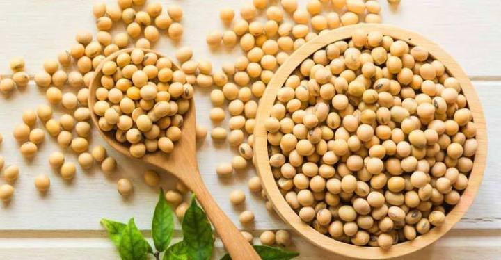 Natural%20Soybean%20Tree%20Seeds%20(??????%20???)%20-%2020%20Pcs%20Seeds%20-%20Image%202