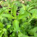 Stevia Seeds. 