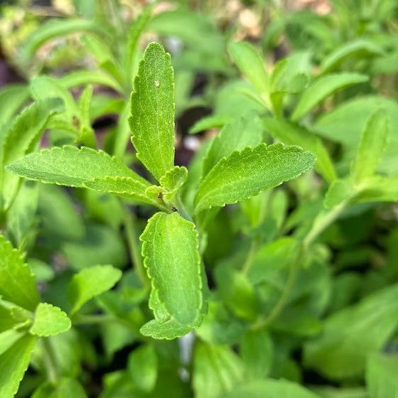 Stevia%20Seeds%20-%20Image%205