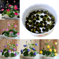 All Season Bonsai Bowel Lotus Flowers Seeds 5Pcs Seeds. 