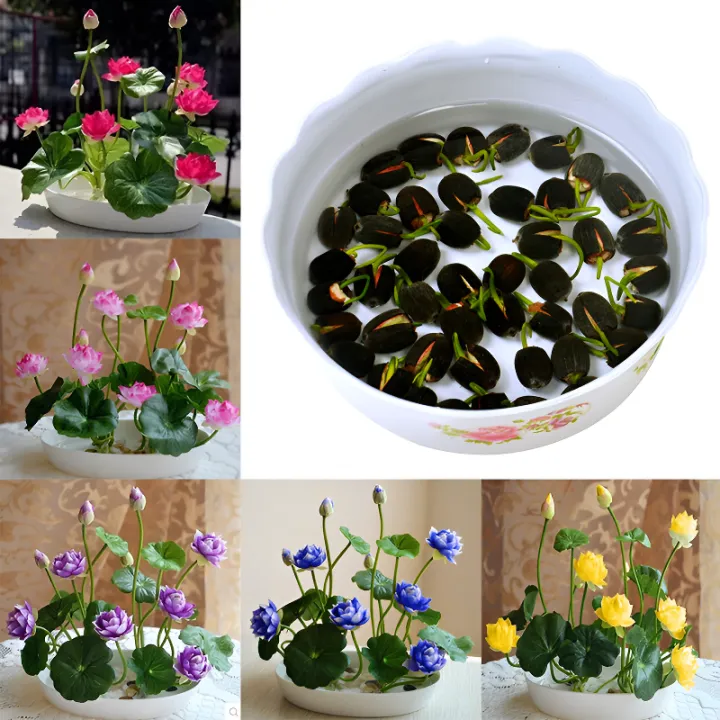 All%20Season%20Bonsai%20Bowel%20Lotus%20Flowers%20Seeds%205Pcs%20Seeds%20-%20Image%203