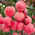 All Season Global Apple Tree Seeds -15Pcs Seeds.