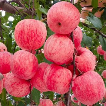 All%20Season%20Global%20Apple%20Tree%20Seeds%20-15Pcs%20Seeds%20-%20Image%205