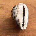 Artificial  Shell for Jewelry Making Craft Decoration Big Size Half Shape Spiral Shell | Aquarium Decoration sea shamukh 3 inch. 