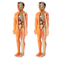 FORIDE 2X 3D Human Body Anatomy Model Children Plastic DIY Skeleton Toy Science Early Learning Aids Educational Toys. 