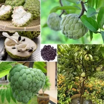 Sugar%20Free%20Organic%20Custard%20Apple%20Fruit%20Seeds%20For%20Gardening%20or%20planting%20-%2010Pcs%20%20Seeds%20-%20Image%204