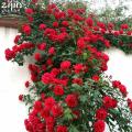 Rose Tree Rose-red Perenial Flower Seeds - 30 Pcs Seeds.
