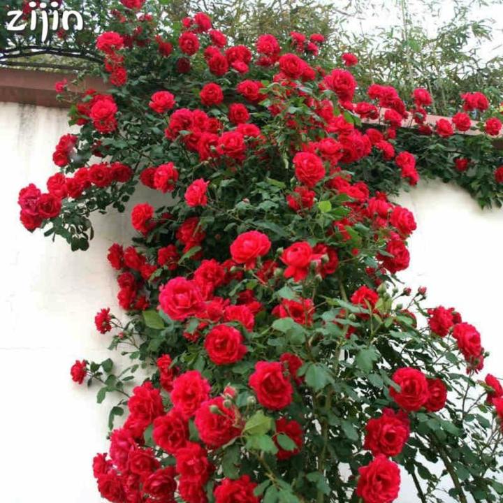 Rose Tree Rose-red Perenial Flower Seeds - 30 Pcs Seeds