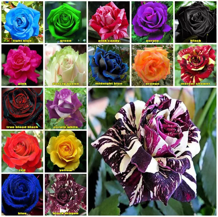 Global%20Mixed%20Rainbow%20Roses%20Flower%20Seeds%20-%2030%20Pcs%20Seeds%20-%20Image%203