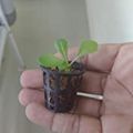 Germination cup-Hydroponic cup 50 pcs. 