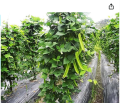 Winged Bean Seeds of all seasons -10 pc seeds. 