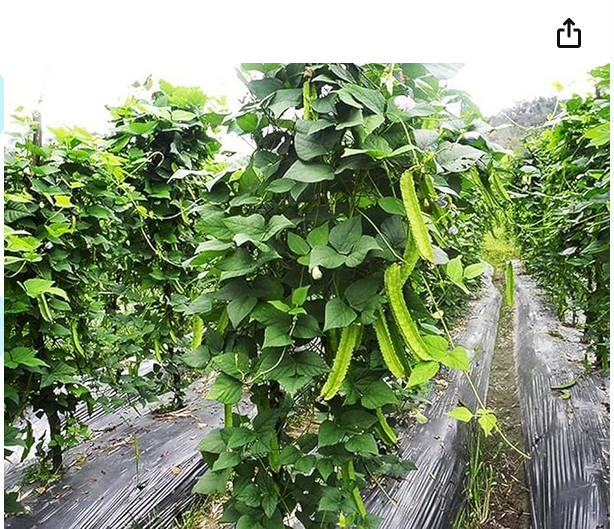 Winged%20Bean%20Seeds%20of%20all%20seasons%20-10%20pc%20seeds%20-%20Image%204