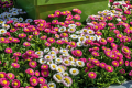 ডেইজি / Daisy Flower Seed - 20/40+ pcs Seed Bellis Perensis Flower Seed Mixed Color Flower. 