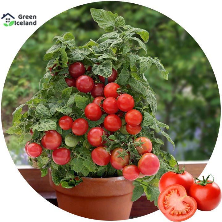 30 Piece Red Tomato Bonsai Seed (Tometa Seed)