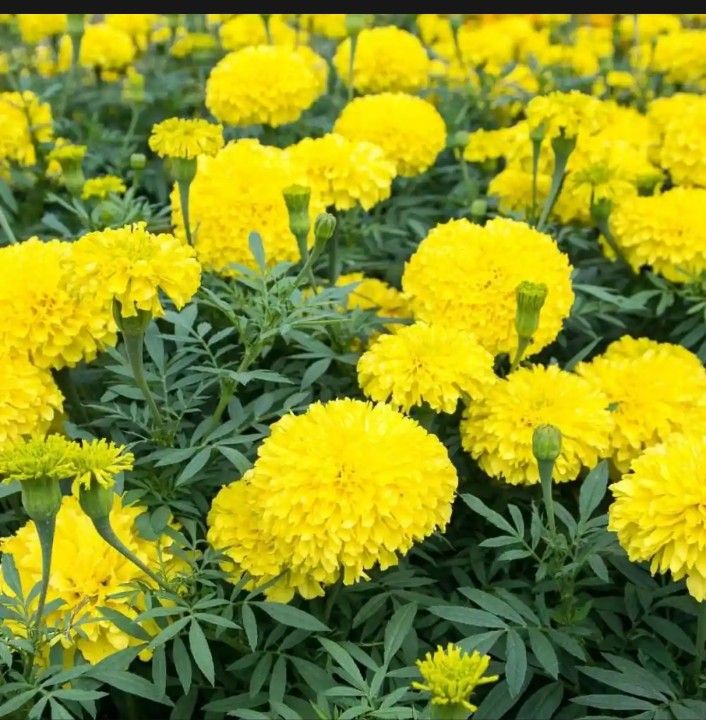 20%20types%20of%20vegetable%20seeds%20-%20Image%207