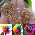 All Season Real Rainbow Mix Colour Roses Flower Seeds - 30 Pcs Seeds.