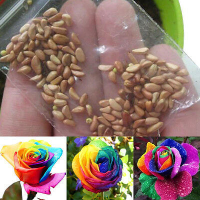 All%20Season%20Real%20Rainbow%20Mix%20Colour%20Roses%20Flower%20Seeds%20-%2030%20Pcs%20Seeds%20-%20Image%204