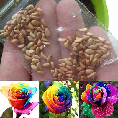 All%20Season%20Real%20Rainbow%20Mix%20Colour%20Roses%20Flower%20Seeds%20-%2030%20Pcs%20Seeds%20-%20Image%204