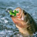 2 pcs frog bait for fishing | Fishing Lure | frog Lure | Bang | Shol Fishing Lure | Floating Bait Realistic Swimbait Topwater Frog Fishing Lure | Floating Bait, Artificial Sofish Fishing Lure for Pike, Trout, Saltwater, Freshwater Aznever.