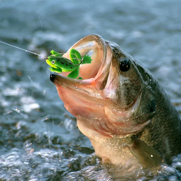 2%20pcs%20frog%20bait%20for%20fishing%20%7C%20Fishing%20Lure%20%7C%20frog%20Lure%20%7C%20Bang%20%7C%20Shol%20Fishing%20Lure%20%7C%20Floating%20Bait%20%20Realistic%20Swimbait%20Topwater%20Frog%20Fishing%20Lure%20%7C%20Floating%20Bait,%20Artificial%20Sofish%20Fishing%20Lure%20for%20Pike,%20Trout,%20Saltwater,%20Freshwater%20Aznever%20-%20Image%206