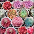 Colorful Lithops Seeds for Plants, Pseudotruncatella ( D-26 ) - 10 pcs.