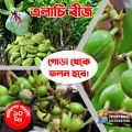 Elachi Seeds 10 pcs (Indian) Premium.