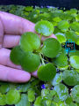 Amazon Frogbit Aquarium Plants Limnobium laevigatum - Floating Plants - Floating Aquarium Plant - Aquarium live plant (3 Piece Plants). 