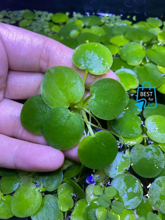 Amazon%20Frogbit%20Aquarium%20Plants%20Limnobium%20laevigatum%20-%20Floating%20Plants%20-%20Floating%20Aquarium%20Plant%20-%20Aquarium%20live%20plant%20(3%20Piece%20Plants)%20-%20Image%202