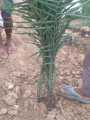 (সৌদি খেজুরের বড় চারা)big tree Tissue culture seedlings of Saudi dates Mary saplings Tree height: 1.5 feet feet Yield will come after 20 months..