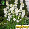 Rojonigondha Tuberose Flower Plant [2 Piece Bulb] MI's Plants. 