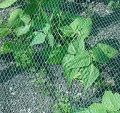Garden Fencing Net#Fencing Net#(110 Fit By 4Fit 1 Pcs). 