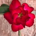 Duble Red Petal Adenium Seeds 3 PiceS Seeds.