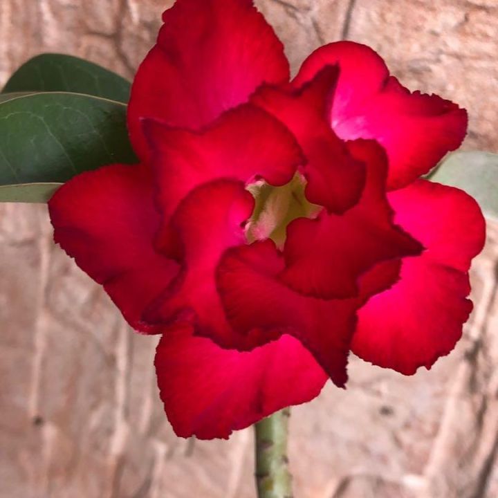 Duble%20Red%20Petal%20Adenium%20Seeds%203%20PiceS%20Seeds%20-%20Image%205