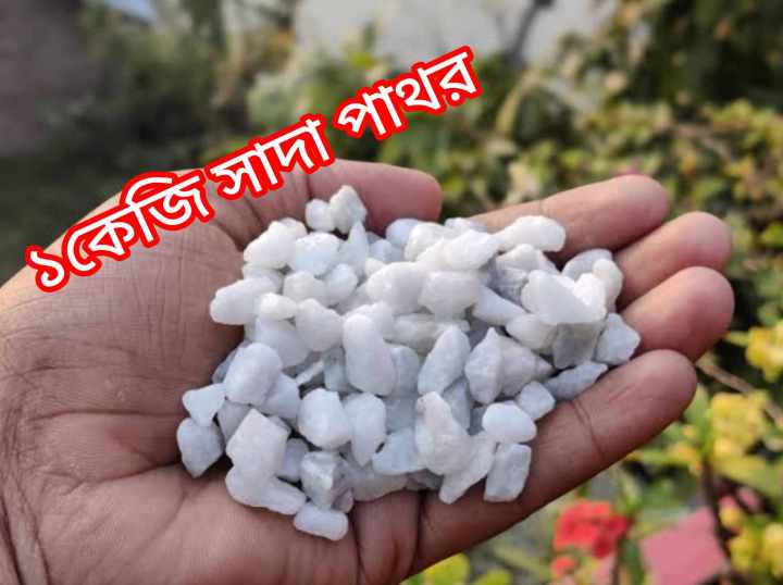 Aquarium white stone (1kgs) | Daraz.com.bd - White Aquarium Stone Elements