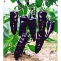 ghost pepper Planting Bonsais Carolina Reaper chili Pepper plants Super Hot plants vegetables home garend seeds (বীজ). 