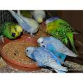 Budgerigar Birds Food (বাজরিগার পাখির খাবার) - 1KG. 