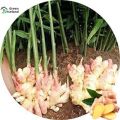 Global Ginger Seeds- 20 Pcs Seeds. 