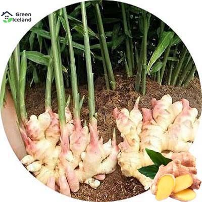 Global%20Ginger%20Seeds-%2020%20Pcs%20Seeds%20-%20Image%203