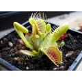 10 Pcs Seeds Global Insectivorous Dionaea Muscipula flytrap Seeds. 