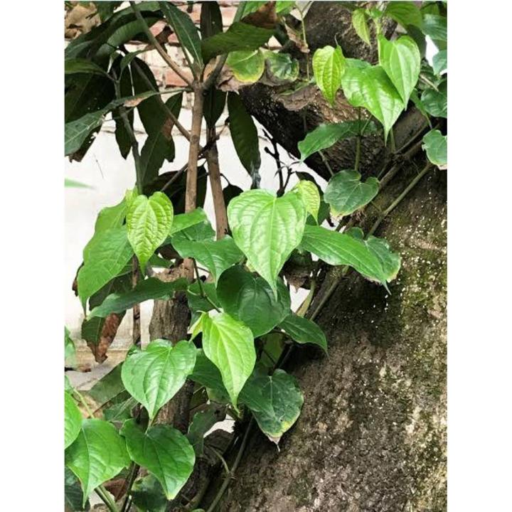 Fresh Chui Jhal Tree